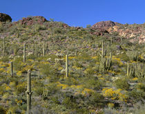 USA, Arizona, Organ Pipe Cactus National Monument, Brittlebu... by Danita Delimont