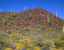 USA, Arizona, Saguaro National Park, Tucson Mountain Distric... by Danita Delimont