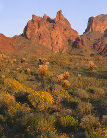 USA, Arizona, Kofa National Wildlife Refuge, Evening light o... by Danita Delimont