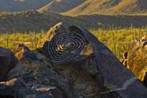 Petroglyphs, Signal Hill, Saguaro National Park, Arizona, USA. von Danita Delimont