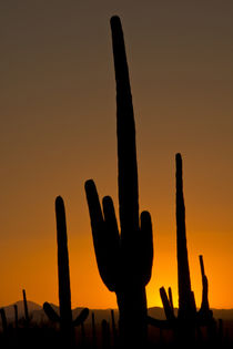 Saguaro at sunset, Saguaro National Park, Arizona, USA by Danita Delimont