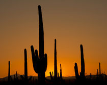 Saguaro at sunset, Saguaro National Park, Arizona, USA von Danita Delimont