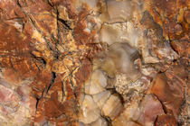Detail of petrified wood in Crystal Forest, Petrified Forest... von Danita Delimont