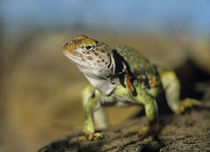 Collared Lizard in defensive posture, Arizona, USA von Danita Delimont