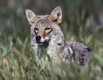 Coyote standing in the grass, Arizona, USA by Danita Delimont
