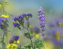 Blue phacelia and desert lupine, Arizona, USA von Danita Delimont