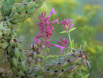 Giant hummingbird mint and cholla cactus, Arizona, USA by Danita Delimont