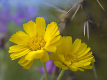 Close-up of a Desert marigold, Arizona, USA by Danita Delimont