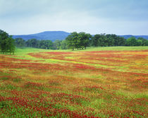 USA, Arkansas by Danita Delimont