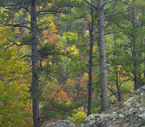 Colorful trees in autumn, Petit Jean State Park, Arkansas, USA by Danita Delimont