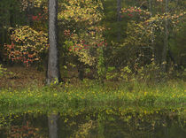 Autumn color at Millwood Lake State Park, Arkansas, USA von Danita Delimont
