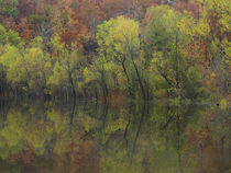 Autumn foliage along Gillham Lake, Arkansas, USA von Danita Delimont