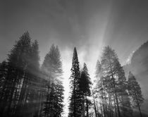USA, California, Yosemite National Park, Sunlight beaming th... von Danita Delimont