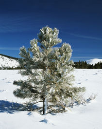 USA, California, Inyo National Forest, Jeffrey Pine covered with snow by Danita Delimont