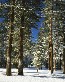 USA, California, Inyo National Forest, Jeffrey Pine covered with snow by Danita Delimont