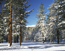 USA, California, Inyo National Forest, Jeffrey Pine covered with snow by Danita Delimont