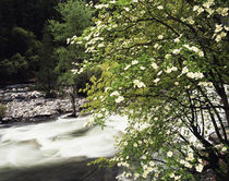 USA, California, Yosemite National Park, View of Pacific Dog... by Danita Delimont