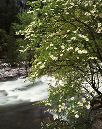 USA, California, Yosemite National Park, View of Pacific Dog... von Danita Delimont