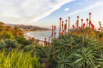 Overlooking blooming aloe in Laguna Beach, CA von Danita Delimont