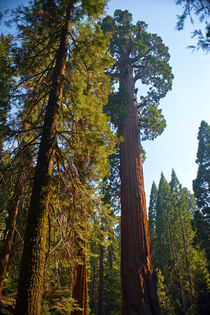 USA, California, Sequoia, Kings Canyon National Park, Grant ... by Danita Delimont