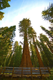 USA, California, Sequoia, Kings Canyon National Park, Genera... by Danita Delimont