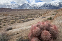 USA, California, Lone Pine von Danita Delimont