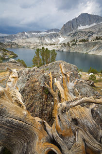 USA, California, Inyo National Forest von Danita Delimont