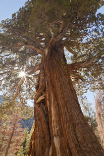 USA, California, Inyo National Forest von Danita Delimont