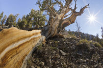 USA, California, Inyo National Forest by Danita Delimont