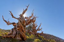 USA, California, Inyo National Forest von Danita Delimont