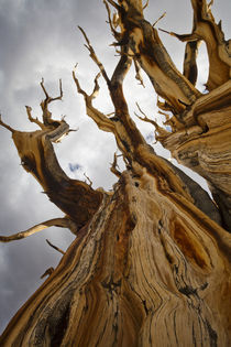 USA, California, Inyo National Forest by Danita Delimont