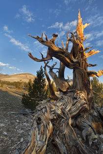 USA, California, Inyo National Forest by Danita Delimont