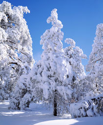 Snow covered trees by Danita Delimont