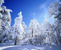 Snow covered trees by Danita Delimont