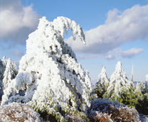 USA, California, Cuyamaca Rancho State Park by Danita Delimont