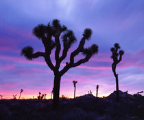 Joshua Tree National Park at Sunrise by Danita Delimont