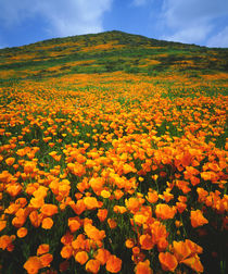 USA, California, Lake Elsinore von Danita Delimont