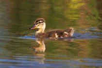 Mallard Duckling in Lakeside von Danita Delimont