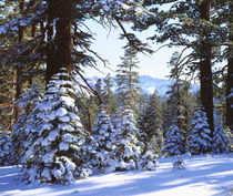 Snow Covered Red Fir trees in the High Sierra von Danita Delimont