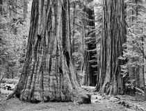 USA, California, Yosemite National Park von Danita Delimont