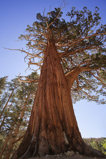 USA, California, Inyo National Forest by Danita Delimont