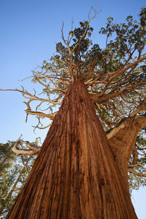 USA, California, Inyo National Forest by Danita Delimont