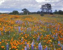 USA, California, Santa Margarita, Avenales Wildlife Area, Sh... by Danita Delimont