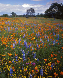 USA, California, Santa Margarita, Avenales Wildlife Area, Sh... von Danita Delimont