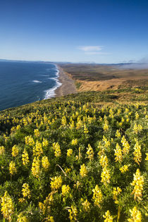 Point Reyes National Seashore by Danita Delimont