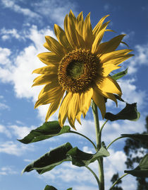 California, A Mammoth Sunflower in Spring Valley. von Danita Delimont