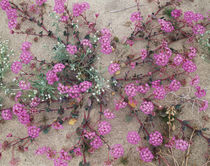 USA, California, Anza Borrego Desert State Park, Sand Verben... von Danita Delimont