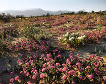 USA, California, Anza Borrego Desert State Park, Sand Verben... von Danita Delimont