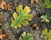 USA, California, Cleveland National Forest, Acorns and Black... von Danita Delimont