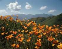 USA, California, Lake Elsinore, California Poppy Wildflowers... von Danita Delimont